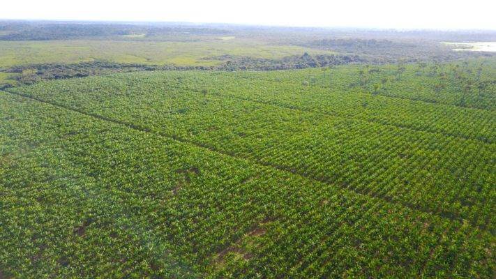 Baie d'açai Un super fruit antioxydant, Plantation partenaire de Abaçai