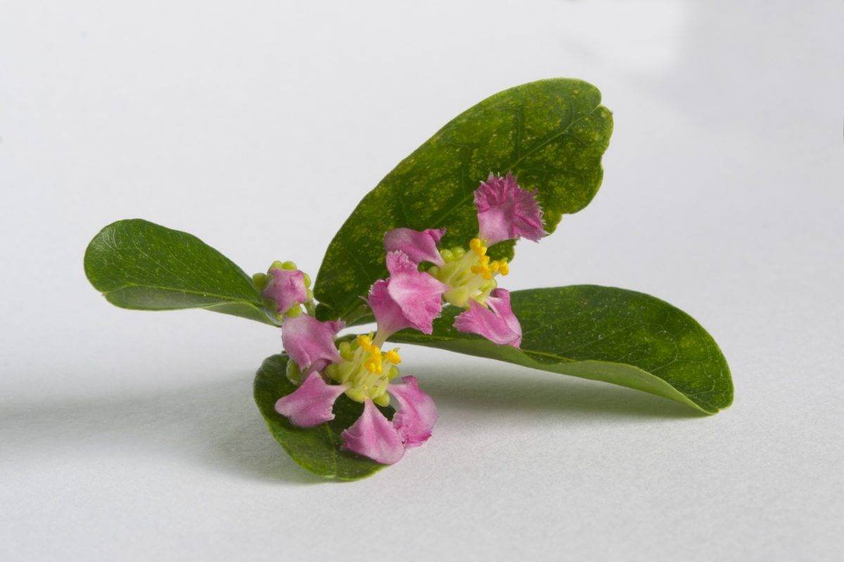 Fleur d'acérola, acheter le meilleur acérola en poudre