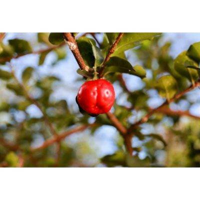 Achat Vente Fournisseur Acérola en Poudre