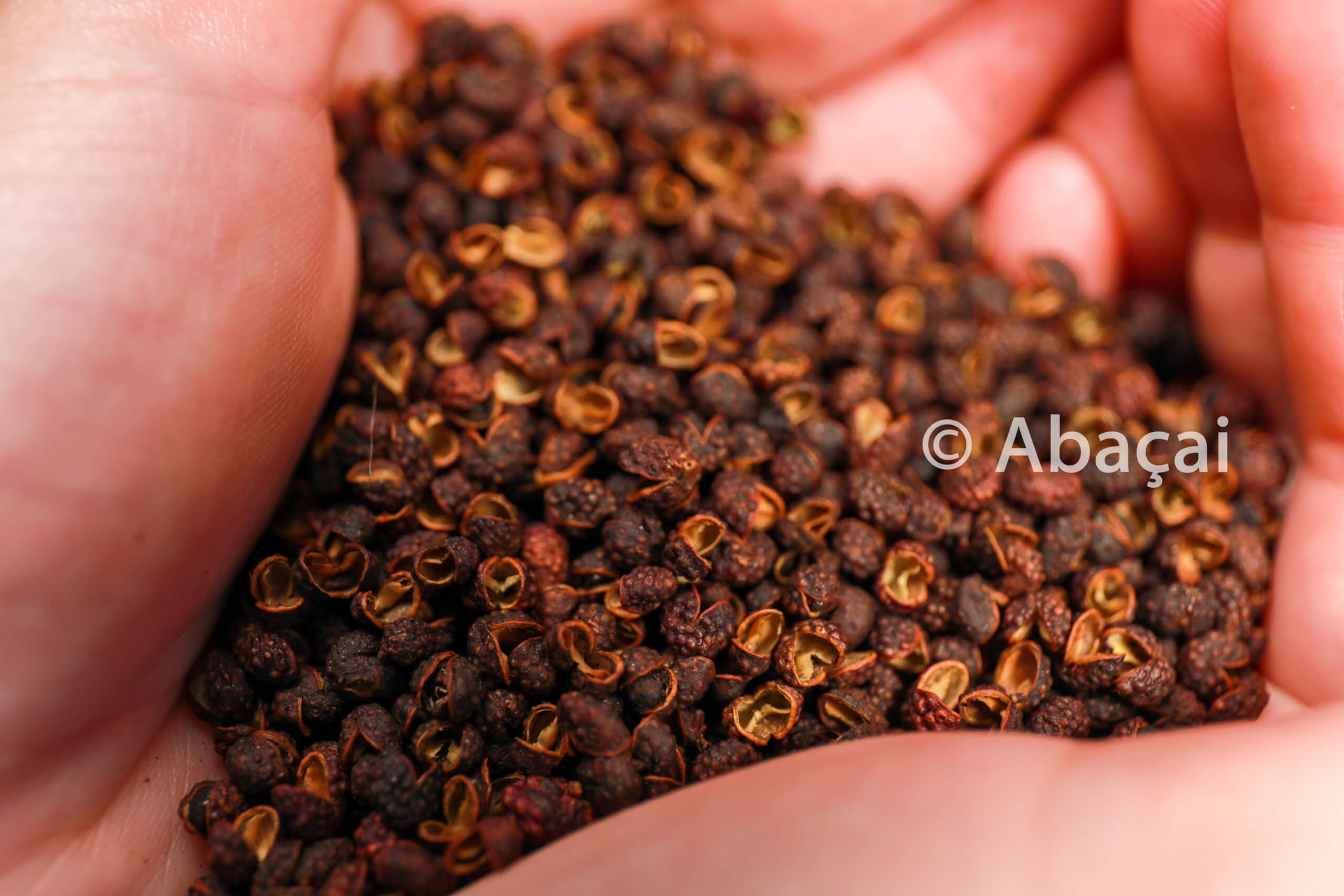 Baie de Timut du Népal Poivre Timut Récolte 2022 Abaçai