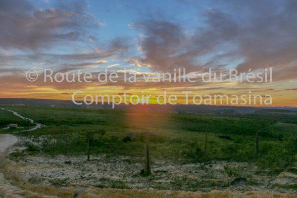 Coucher de soleil dans une plantation de gousse de vanille