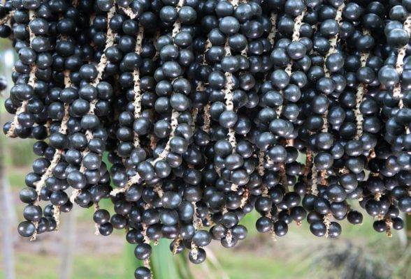 Acheter des baies d'açai